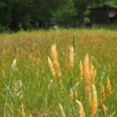 がいな鶏を使用